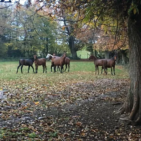 Du Haras Du Suet *